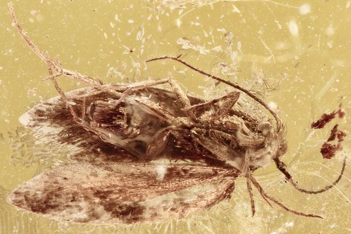 Detailed Fossil Moth (Lepidoptera) in Baltic Amber #343231